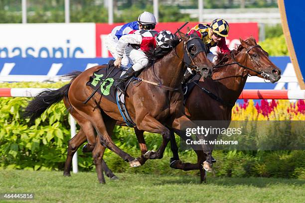 horse racing in singapore - horse races stock pictures, royalty-free photos & images