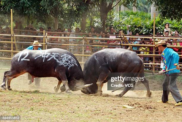 Bull Boxing 35 Bull Fighting Competitions To Welcome New Year Stock Photos, High ...