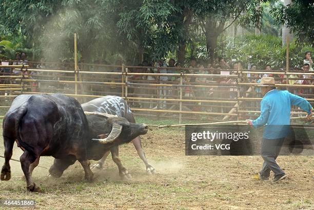 Bull Boxing 35 Bull Fighting Competitions To Welcome New Year Stock Photos, High ...