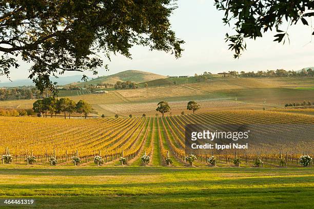 vineyards at sunset - victoria australia stock-fotos und bilder