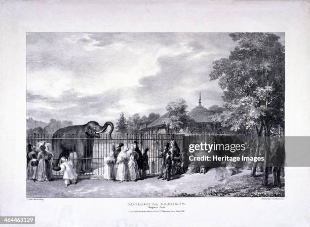 View of the Zoological Gardens in Regent's Park, London, 1835; showing figures watching a man feeding an elephant and a rhinoceros and deer enclosed...
