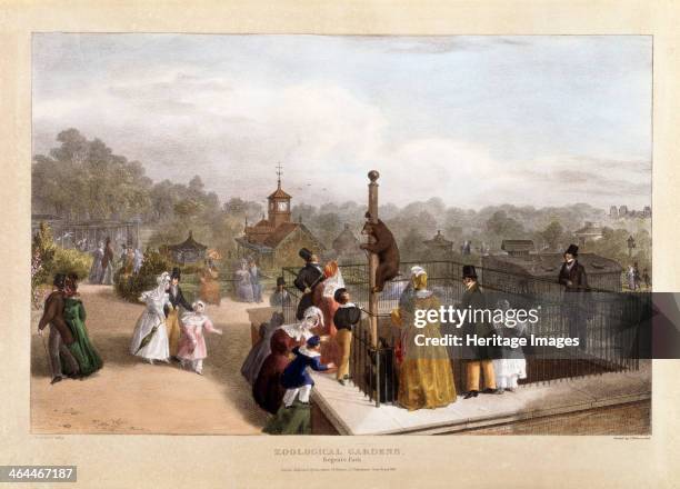 The Zoological Gardens at Regent's Park, London, 1835. A group of families lean against the railing of the bear pit, watching the bears climbimg up a...