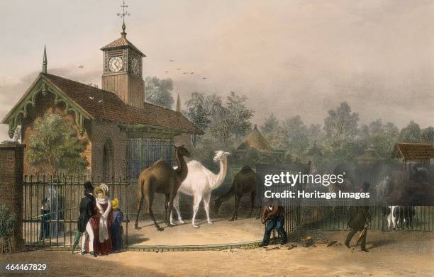 View of the Zoological Gardens in Regent's Park, London, 1835; showing figures by the camel house to the left and to the right a pen filled with...