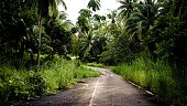 Abandoned road in the jungle