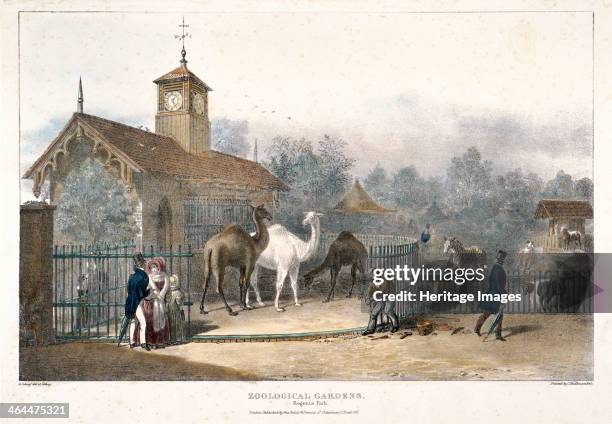 View of the Zoological Gardens in Regent's Park, London, 1835; showing camels, goats and a zebra.