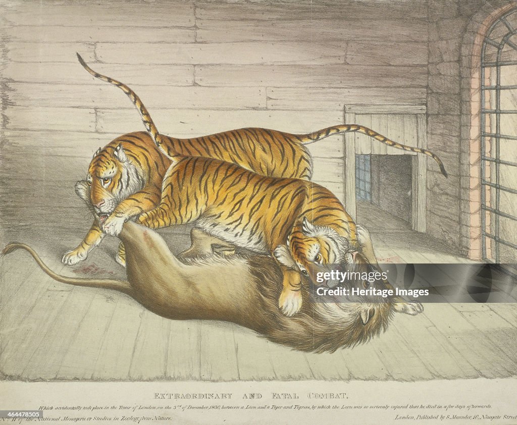 'Extraordinary and Fatal Combat...between a lion and a tiger and tigress...,Tower of London, 1830. Artist: Anon
