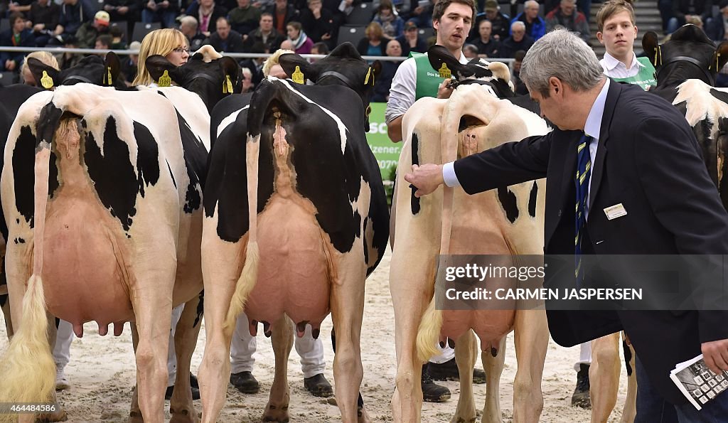 GERMANY-AGRICULTURE-ANIMALS-COWS-PAGEANT-OFFBEAT