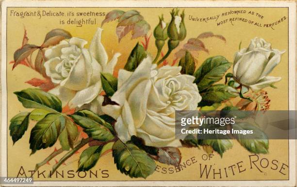 Atkinson's Essence of White Rose perfume, c.1890-1900.