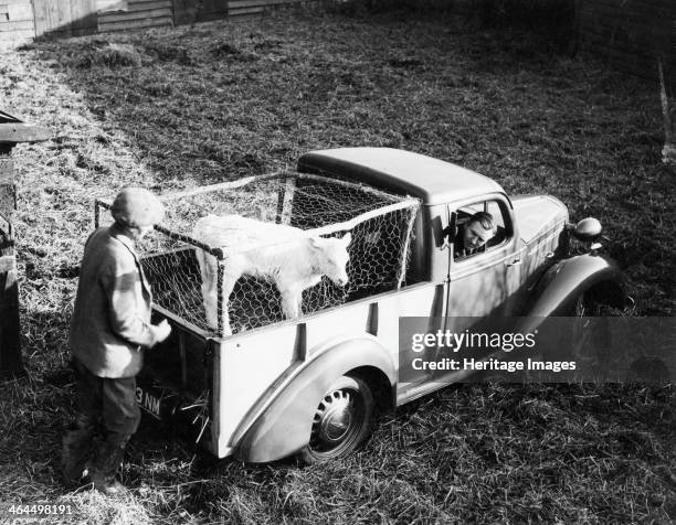 Bedford 6cwt utility wagon, 1938. A farmer with a small calf loaded onto the back of a small van with an improvised cage of wire netting. The vehicle...