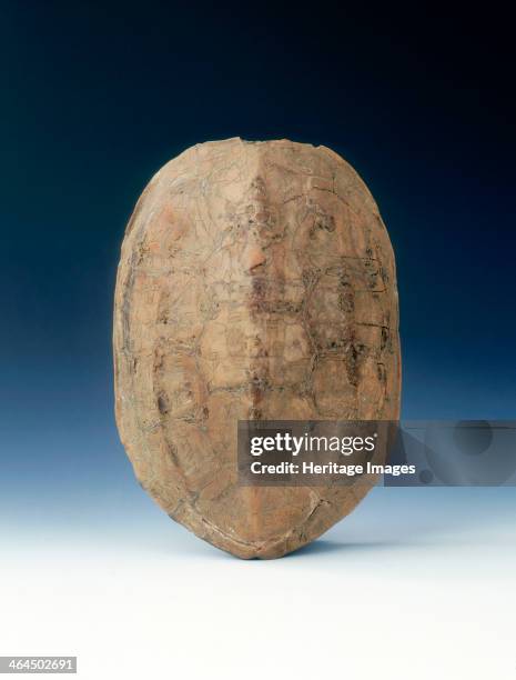 Buffed Turtle Shell 1,695 Buff Colour Stock Photos, High-Res Pictures, and Images - Getty ...