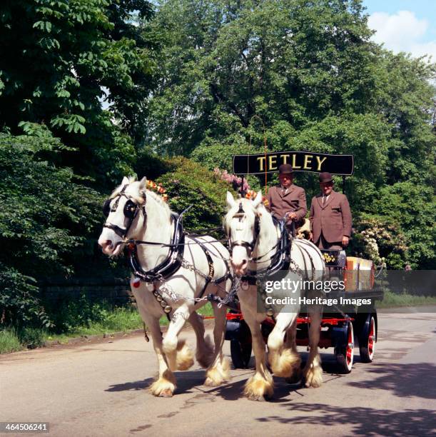 Tetley shire horses, Roundhay Park, Leeds, West Yorkshire, 1968. The world famous shire horses gave service to the company for 184 years and started...