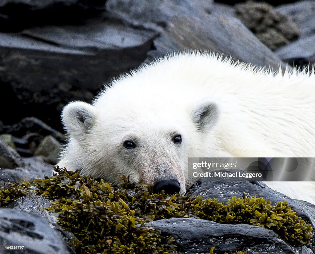 Polar bear