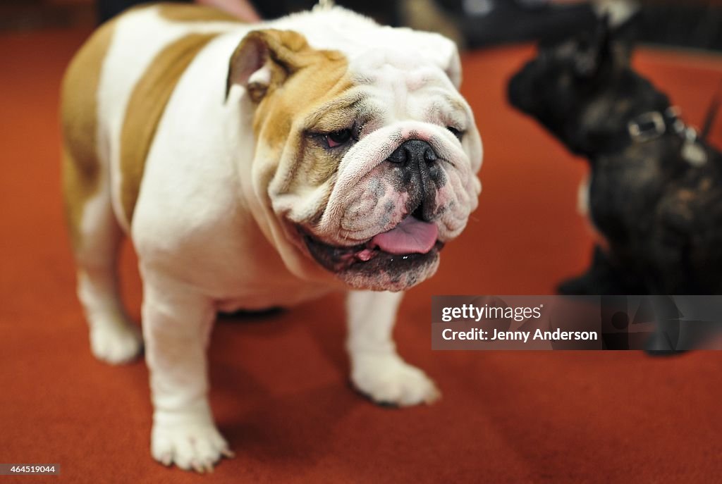American Kennel Club Reveals Top Breeds Of 2014