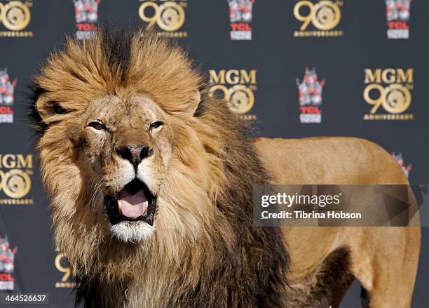 Leo' the lion attends the Metro-Goldwyn-Mayer kicks off 90th Anniversary celebration held at TCL Chinese Theatre on January 22, 2014 in Hollywood,...