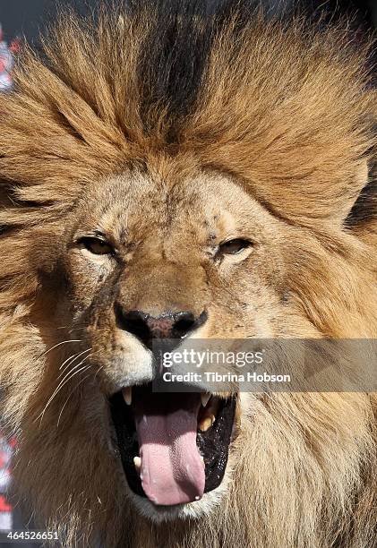 Leo' the lion attends the Metro-Goldwyn-Mayer kicks off 90th Anniversary celebration held at TCL Chinese Theatre on January 22, 2014 in Hollywood,...