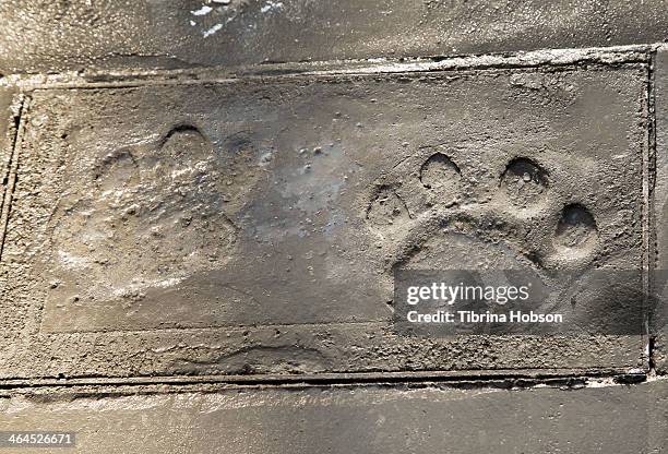 Leo' the lion paw print in cement at the Metro-Goldwyn-Mayer kicks off 90th Anniversary celebration held at TCL Chinese Theatre on January 22, 2014...