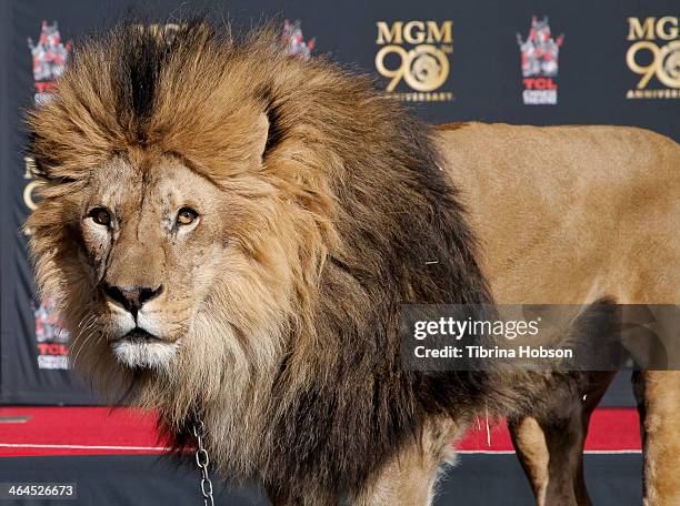 Leo' the lion attends the Metro-Goldwyn-Mayer kicks off 90th Anniversary celebration held at TCL Chinese Theatre on January 22, 2014 in Hollywood,...