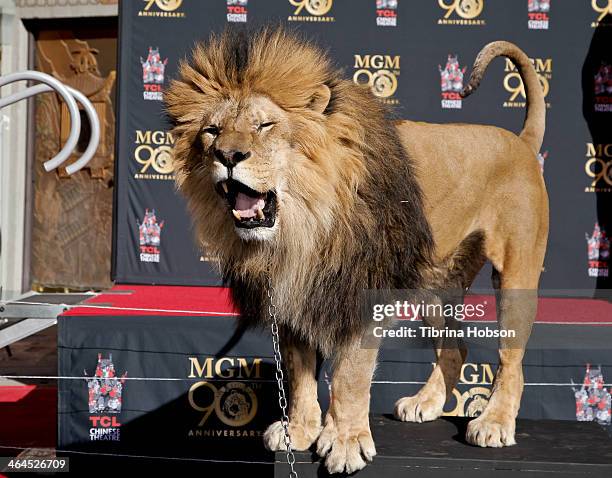 Leo' the lion attends the Metro-Goldwyn-Mayer kicks off 90th Anniversary celebration held at TCL Chinese Theatre on January 22, 2014 in Hollywood,...