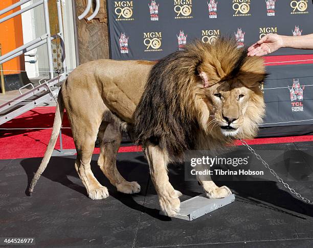 Leo' the lion of MGM leaves his paw prints at the 90th anniversary celebration for Metro-Goldwyn-Mayer held at TCL Chinese Theatre on January 22,...