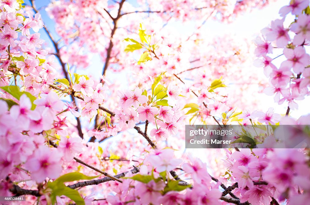 Cherry blossoms in full bloom