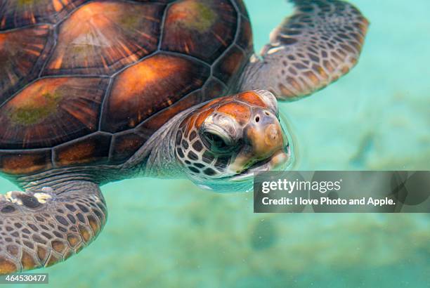 ogasawara; green turtle - ogasawara islands stock pictures, royalty-free photos & images