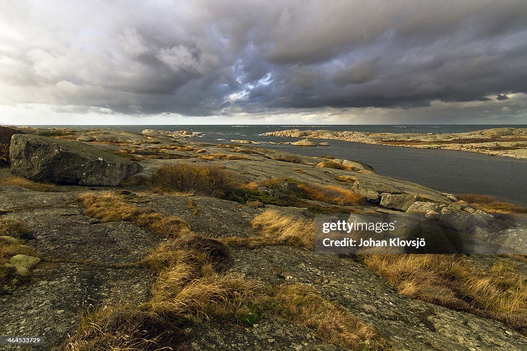 Grass in the wind on a rocky coast, heavy clouds.