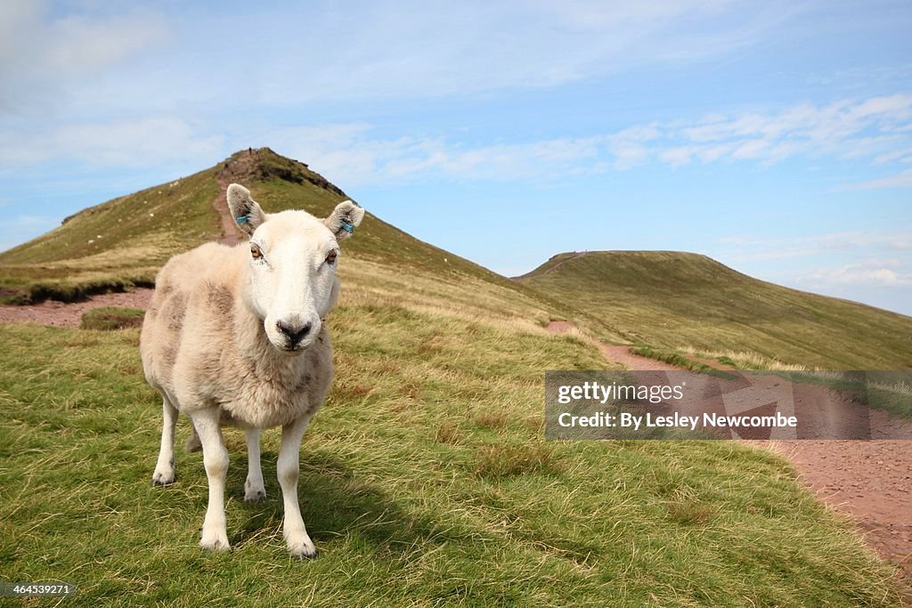 Welsh Mountain Sheep on the Brecon Beacons