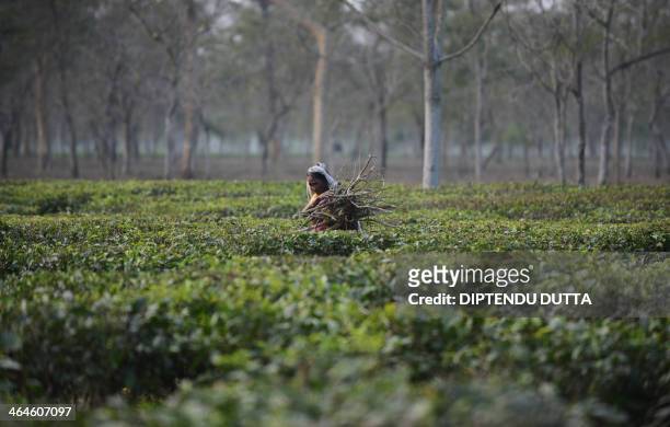 An Indian tribal resident collects dry tea bushes to be used for firewood at the Dagapur tea garden on the outskirts of Siliguri in the eastern state...