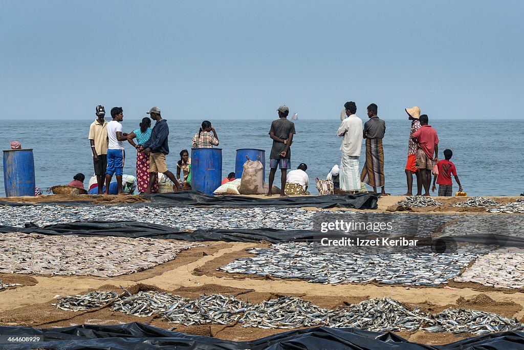 Negombo drying fish,Sri Lanka