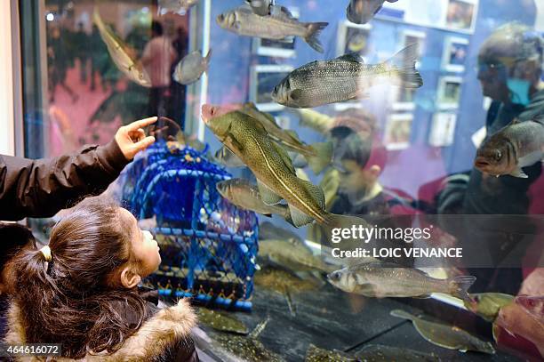 This picture taken on February 26, 2015 shows a child looking at a Pacific Cod swimming into an aquarium at the Paris international agricultural show...