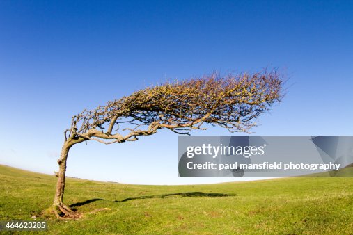 Wind swept tree Wind swept tree