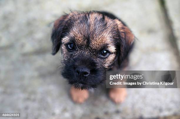 border terrier puppy - border terrier fotografías e imágenes de stock