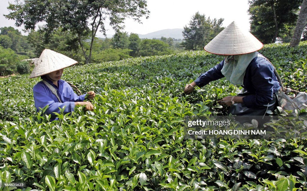 VIETNAM-TEE-FARMER