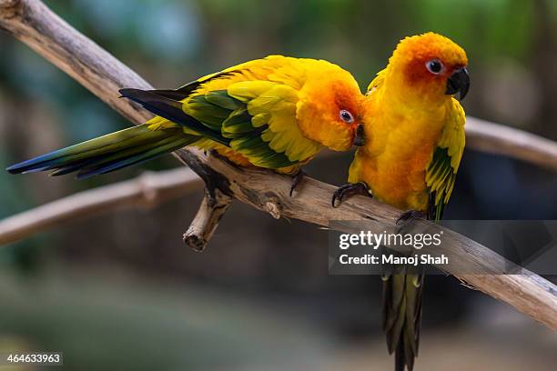 janday conures - yellow perch stock-fotos und bilder