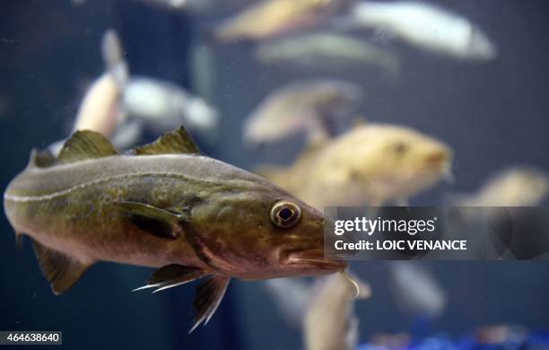 Picture taken on February 26, 2015 shows a Pacific Cod during the Paris international agricultural fair at the Porte de Versailles exhibition center...