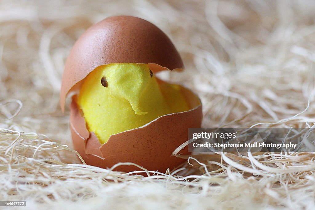 Yellow Candy Chick in Brown Egg Shell