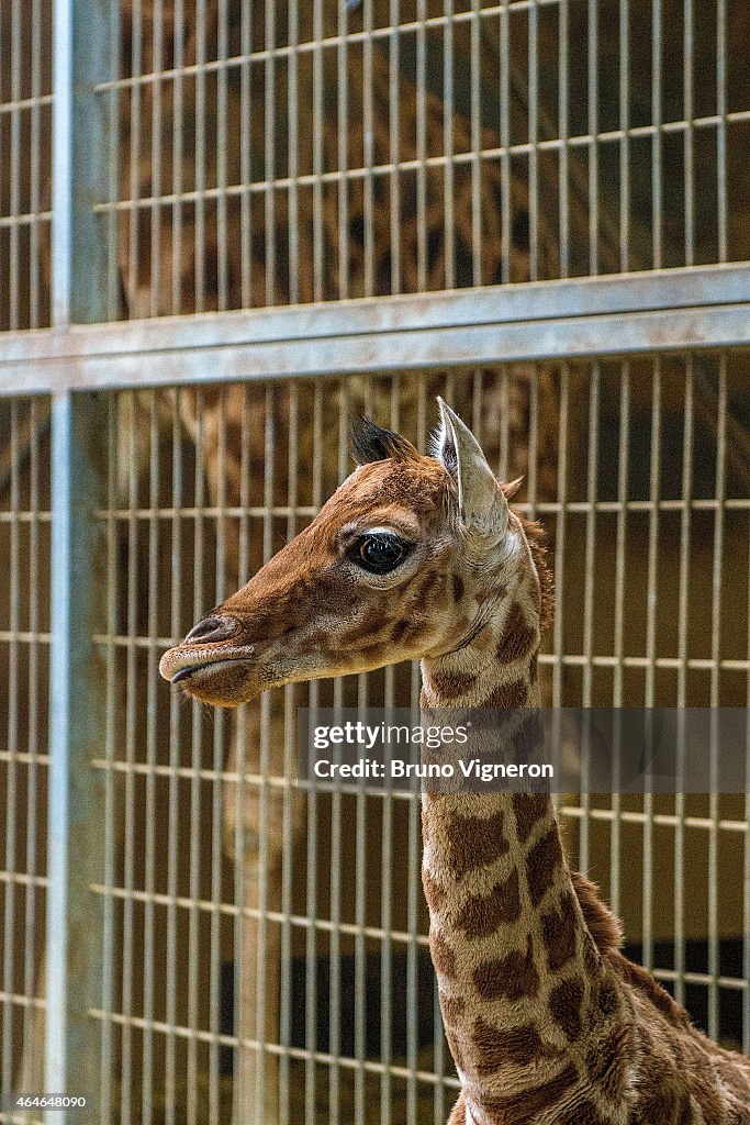 Baby Giraffe and Baby Antelope Presented At Lyon Zoo