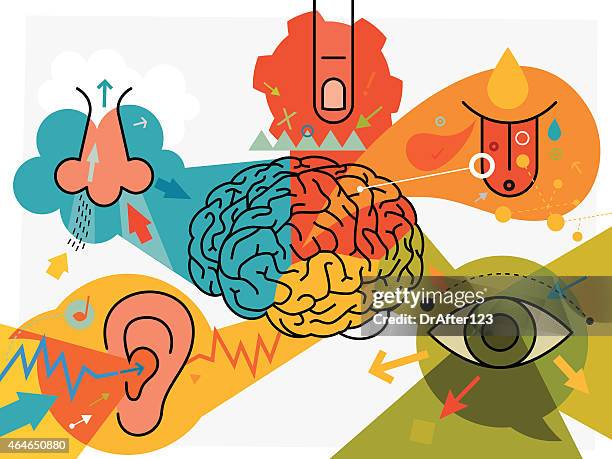 stockillustraties, clipart, cartoons en iconen met brain parts and sensory perception - getand