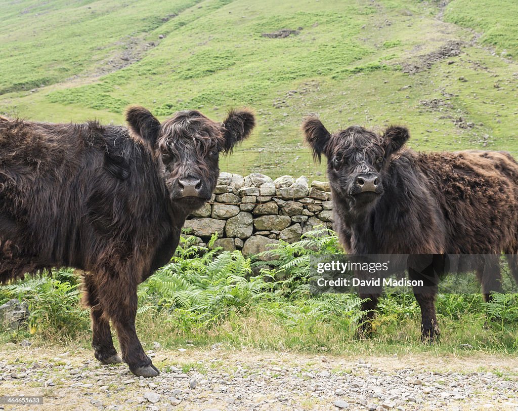 Cows, Lake District, England