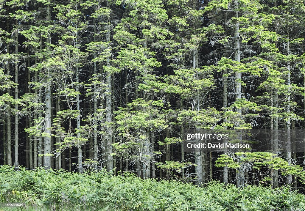 Forest in Lake District, England