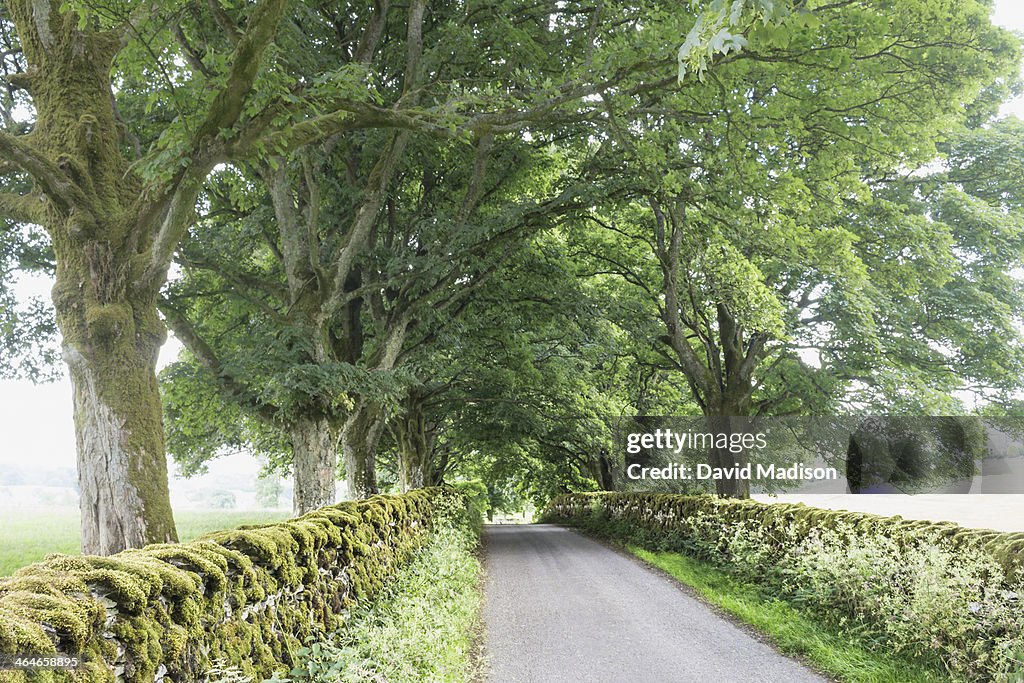 Country road, North Yorkshire, England