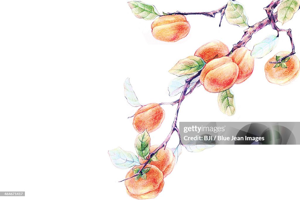 Persimmon tree