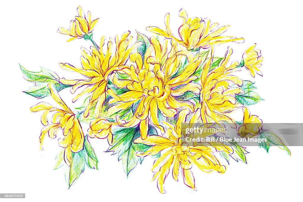 Chrysanthemum