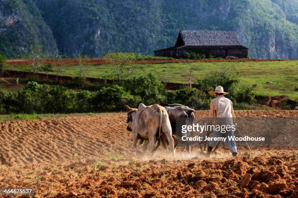 farmer plowing field with oxen, vinales, pinar del rio, cuba - viñales cuba fotografías e imágenes de stock