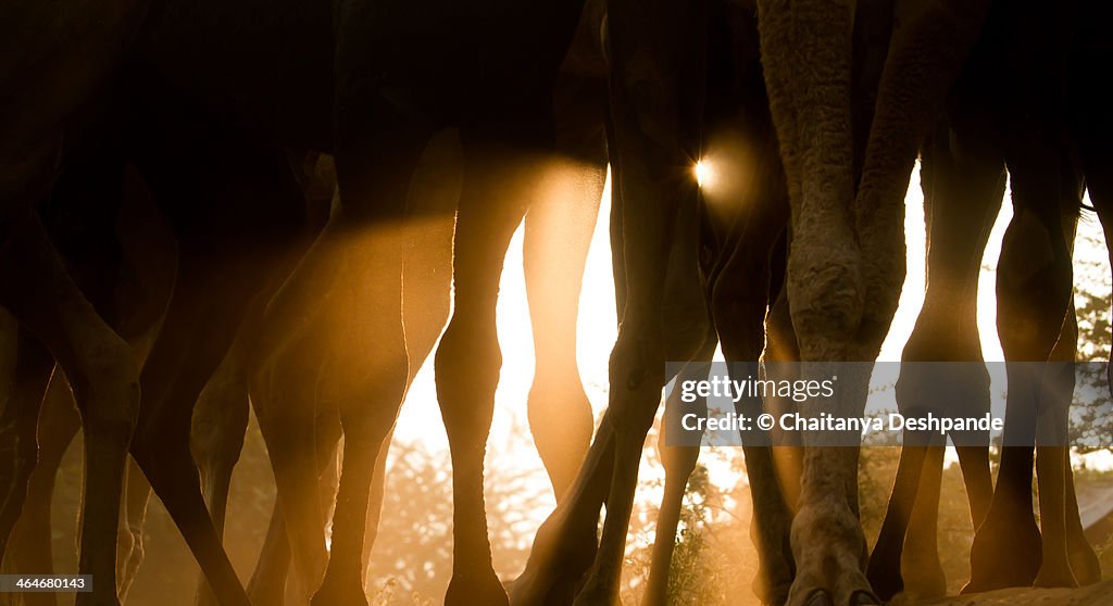 Camels at Sunrise, Pushkar