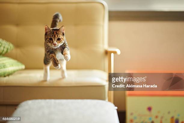 jumping kitten - cat mid air stock pictures, royalty-free photos & images