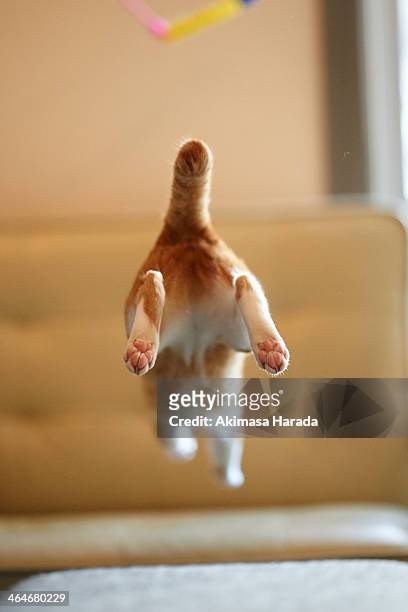 jumping kitten - cat behind imagens e fotografias de stock