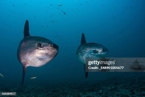 two sunfish (mola mola) - môle photos et images de collection