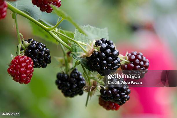 italy, primiero, tonadico, blackberries - brombeere und himbeere stock-fotos und bilder