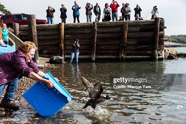 Volunteers for International Bird Rescue release surf scoters, a type of large sea ducks, after the organization cleaned and rehabilitated the birds...